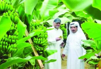 Commercially good Kuwaiti bananas hit the market