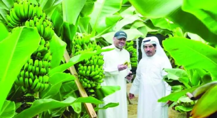 Commercially good Kuwaiti bananas hit the market