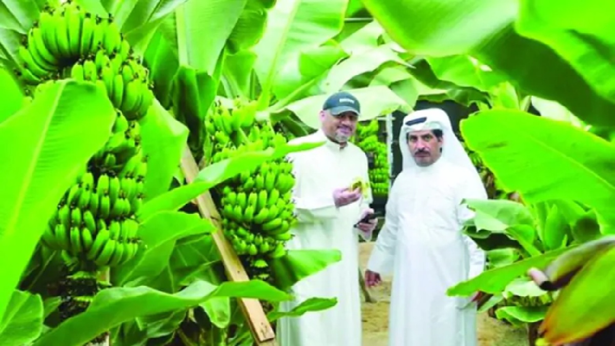 Commercially good Kuwaiti bananas hit the market